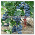 High Quality Blueberry Seeds/ Bacca seeds For Growing
